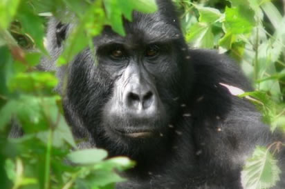 gorillas trekking in africa